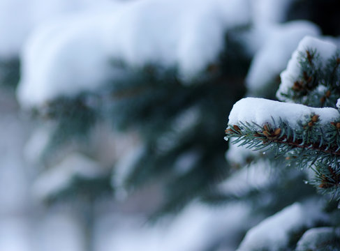 Fototapeta Spruce branches covered with snow