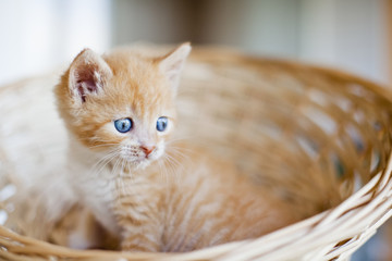 Fototapeta na wymiar Funny kitten. Ginger kitten with white chest. Long haired red orange kitten. Funny kitten with copyspace, selective background