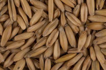 natural oat grains background, closeup