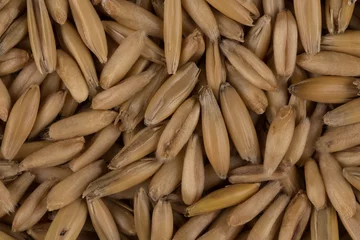 Foto op Canvas natural oat grains background, closeup © romantsubin