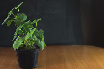 Pot on a wooden background