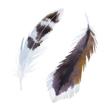 Set of watercolor feathers. Vector illustration