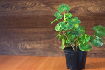 Pot on a wooden background