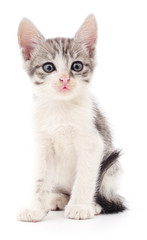 Obraz premium Small gray kitten.