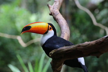 Tucano