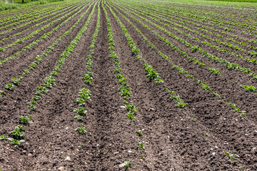 Fototapeta na wymiar Crops in a field for background