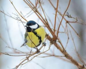 Fototapeta premium Tit. Titmouse on a tree.