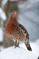 western capercaillie, tetrao urogallus