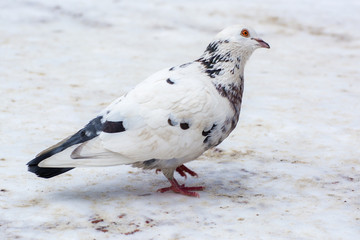White dove. Motley dove on the snow.