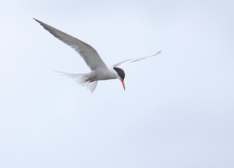 Common Tern, adult flying, Devon, England, UK.