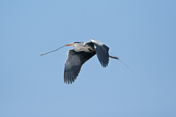 grey heron, ardea cinerea