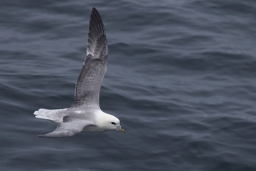 Northern Fulmar (Fulmarus glacialis) in flight, Cornwall, England, UK.