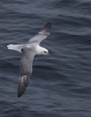 Northern Fulmar (Fulmarus glacialis) in flight, Cornwall, England, UK.