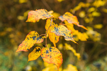 Yellow autumn leaves on a tree showing decay