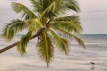 Close up of palm tree with tropical ocean, wading bird background