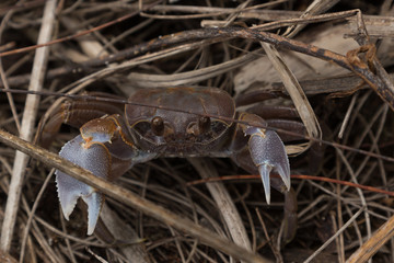 Silhouette Island, Seychelles, small crab