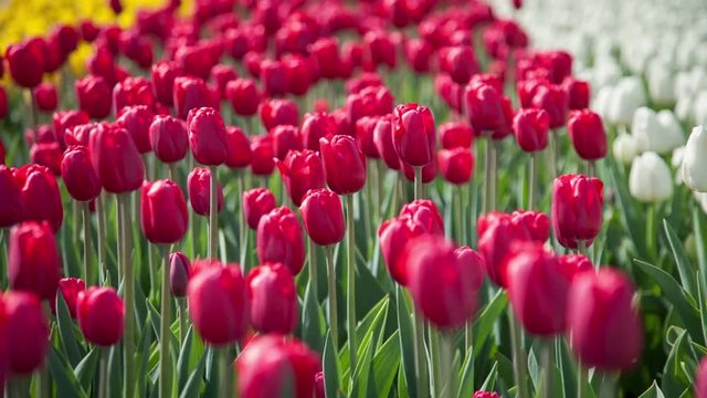 Red tulips on the flowerbed