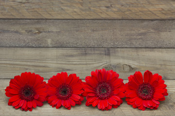 red gerbera flowers on wooden background