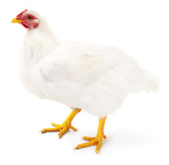 White hen isolated.