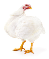 White hen isolated.