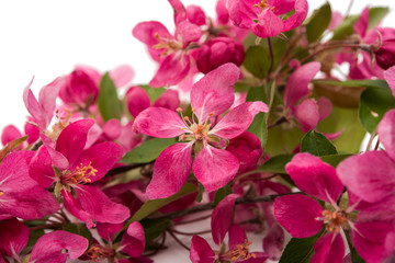 Fototapeta na wymiar pink flowers of apple