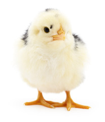 Fototapeta premium Small yellow chicken.