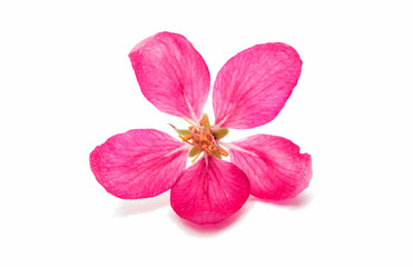 pink flowers of apple