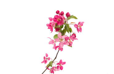 pink flowers of apple - Powered by Adobe
