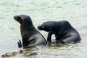 Naklejka premium Galapagos sea lions, Puerto Villamil at Isabela island, Ecuador