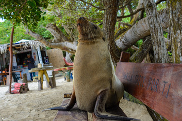 Naklejka premium Galapagos sea lion on a bench seat, Galapagos islands (Ecuador)
