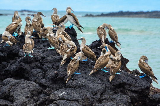 Blue footed boobies on a rock, Isabela island, Ecuador