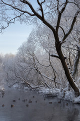 Река Пехорка с инеем на деревьях © spanikratov