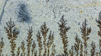 Macro image. Fossils.  Dendrites.  Mineral deposits on stone.  