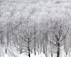 woods in snow in cold winter day