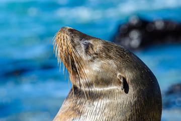 Obraz premium Galapagos sea lion at Mann beach, San Cristobal island, Ecuador