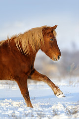 Red horse with long blond mane make trick
