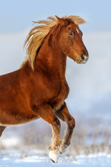 Fototapeta na wymiar Red horse with long blond mane rearing up