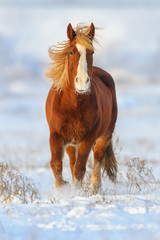 Fototapeta premium Red horse with long blond mane run gallop in winter snow field