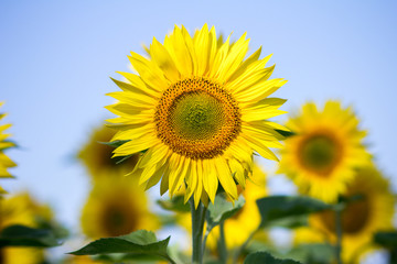 Obraz premium Sunflowers on the sky background