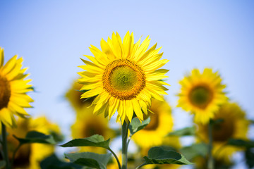 Obraz premium Sunflowers on the sky background