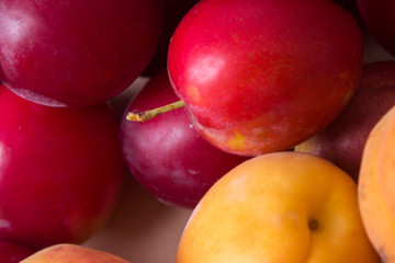 Fresh fruits of plums and apricots
