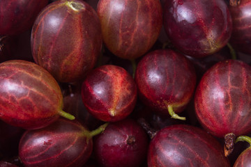 fresh fruit gooseberries