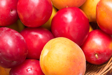 Fresh fruits of plums and apricots