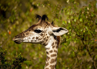 An adorable baby giraffe looking left with foliage behind and floppy tufts