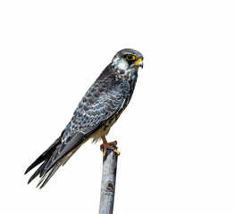 Amur Falcon(Falco amurensis), beautiful bird isolated on Stump with white background,Thailand.