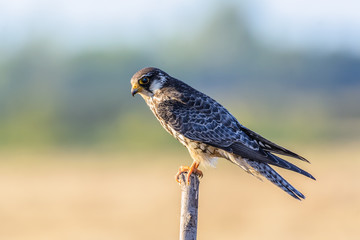 Amur Falcon(Falco amurensis), beautiful bird on Stump,Thailand.