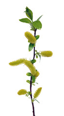 Salix branch isolated