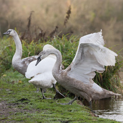 Mute Swan, Swans, Cygnus olor