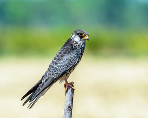 Amur Falcon(Falco amurensis), beautiful bird on Stump,Thailand.
