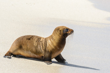 Baby Galapagos sea lion at Punta Carola beach, San Cristobal island (Ecuador)
